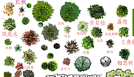 植物圖片