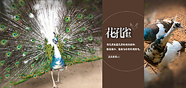 孔雀海報(bào)