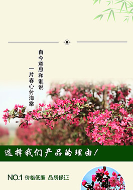 北美海棠詳情頁(yè)