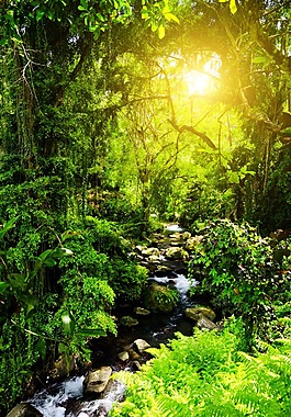 高清森林背景