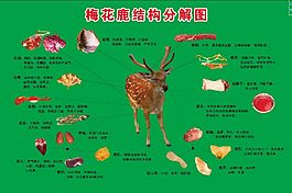 梅花鹿分解圖分層下載