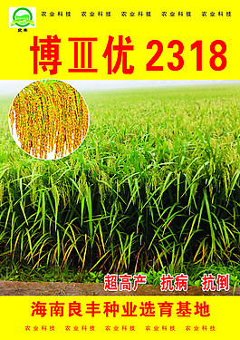 海南良豐種業選育基地