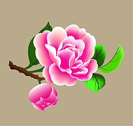 花朵素材