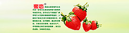 草莓种植网页设计
