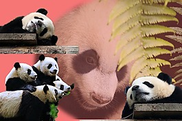 可愛大熊貓分層psd素材