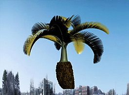 熱帶植物模型圖片