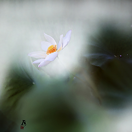 荷花背景
