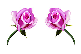 玫瑰花