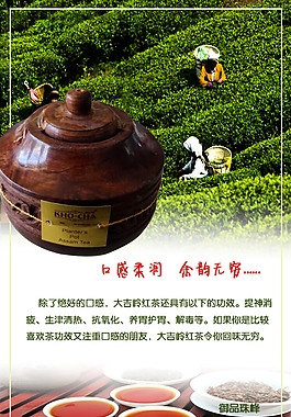 印度  大吉嶺  紅茶