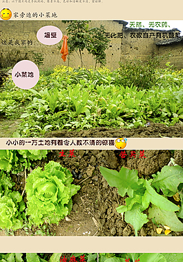 有机蔬菜详情页