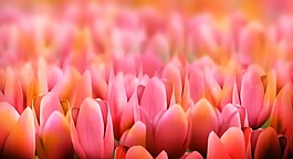 郁金香花海視頻素材