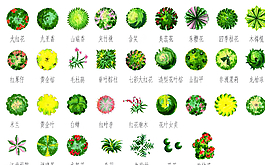 平面植物圖片