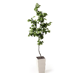 植物圖片