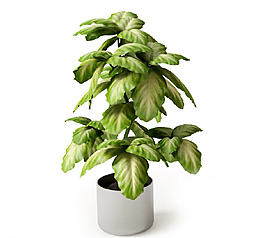 植物圖片