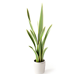 植物圖片