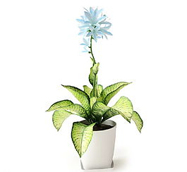 植物圖片