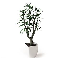 植物圖片