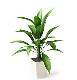 植物圖片
