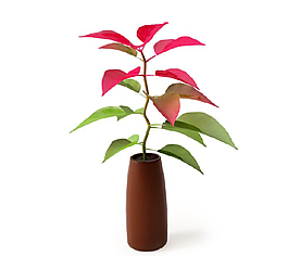 植物圖片
