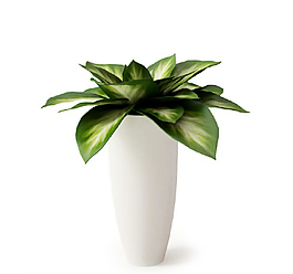 植物圖片