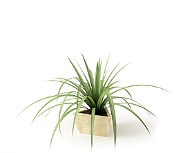 植物圖片