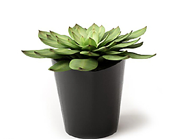 植物圖片