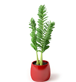 植物圖片