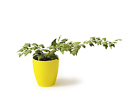 植物圖片