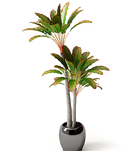 植物圖片