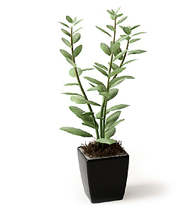 植物圖片
