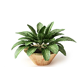 植物圖片