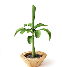 植物圖片