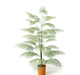 植物圖片
