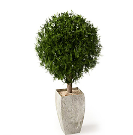 植物圖片
