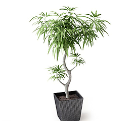 植物圖片
