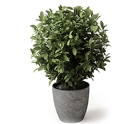 植物圖片