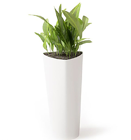 植物圖片