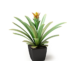 植物圖片