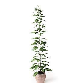 植物圖片