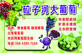 葡萄籃子新鮮