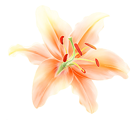 花朵圖片