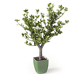 植物圖片