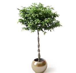 植物圖片