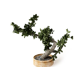植物圖片