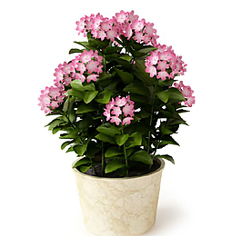 植物圖片
