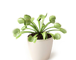 植物圖片