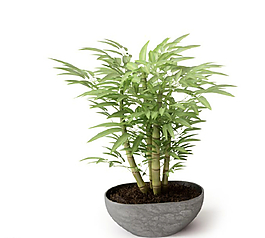 植物圖片