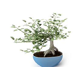 植物圖片