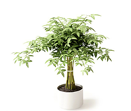 植物圖片