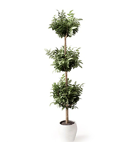 植物圖片